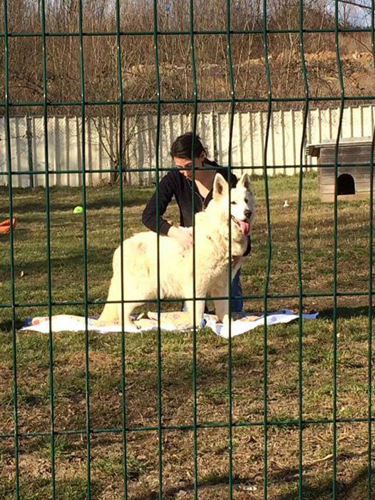 Massage canin vif