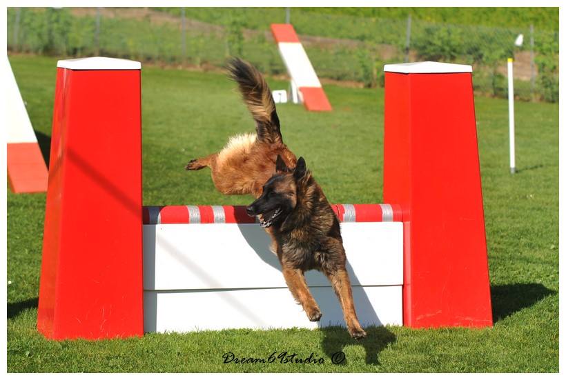 Jigsaw en agility