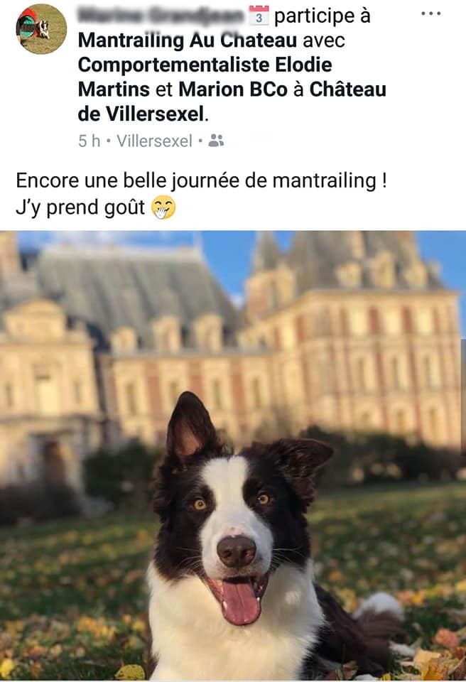 Nuts, Border Collie Ado