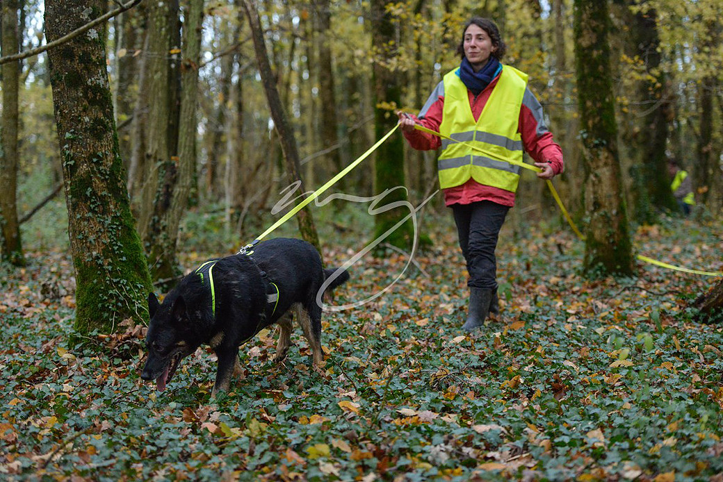 Alaska, Berger Allemand Senior