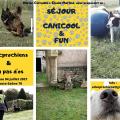 Canicoolandfun