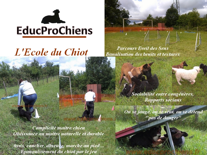 Ecole du chiot presentation