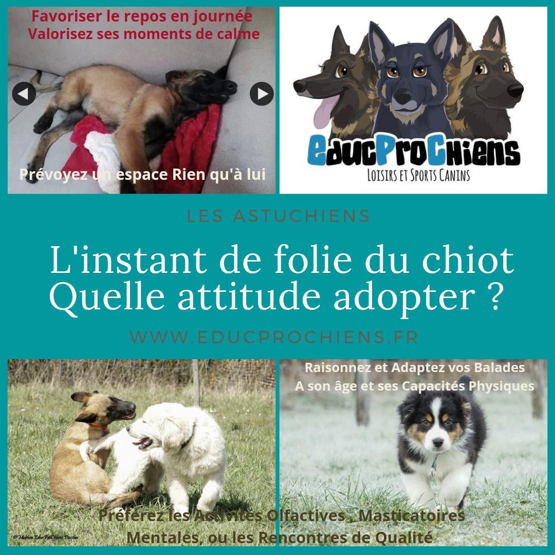 Folie du chiot