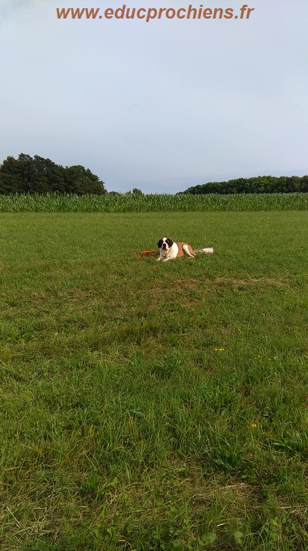 Dans la nature