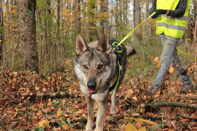 Stark, Chien Loup Tchèque Ado