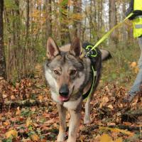 Stark, Chien Loup Tchèque Ado