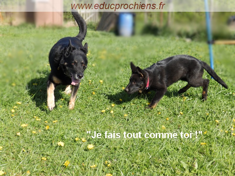 Imitation des comportements de l'adulte