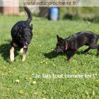 Imitation des comportements de l'adulte