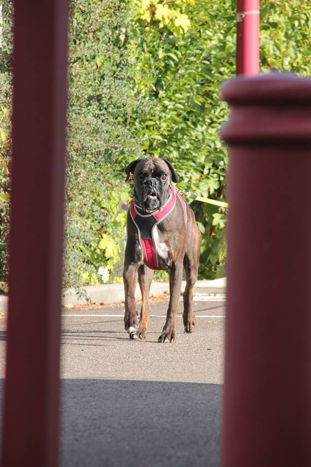 Jack, Boxer Adulte