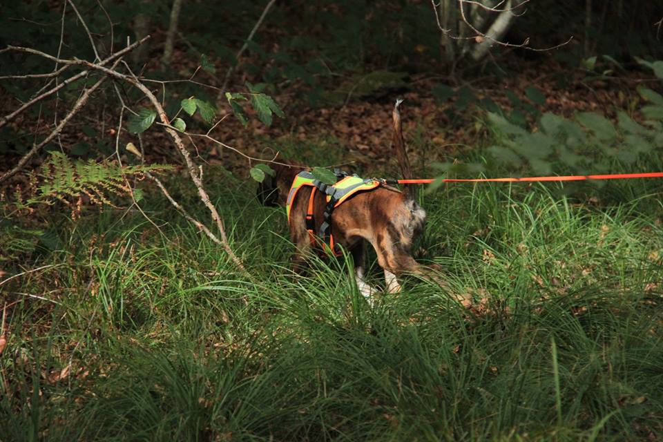 Oxane, Boxer Chiot